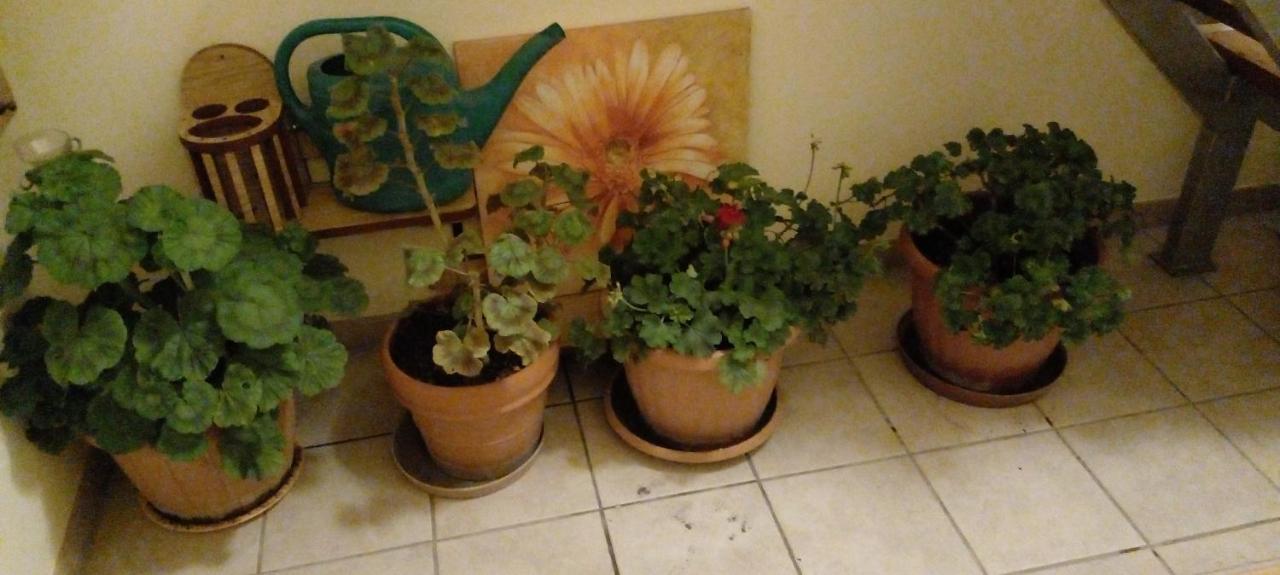 Dutch Farm In Felsolajos Apartment Exterior photo